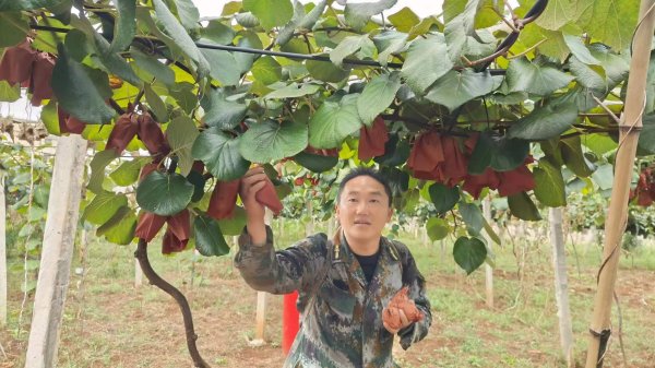 珺牛策略 报效祖国 建功西部|安文忠：十年青春浇灌“致富果”