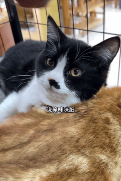 博星优配 烤肉店差评风波！顾客嫌猫脏，店主暴走护短：俺咪白着呢！