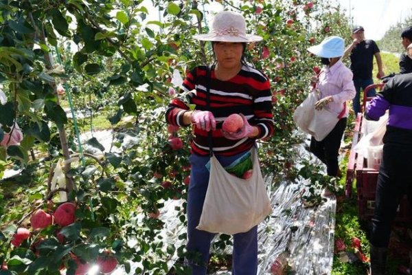 力创配资 陕西宜君尧生镇：千亩果园飘果香 科技赋能“金果”旺